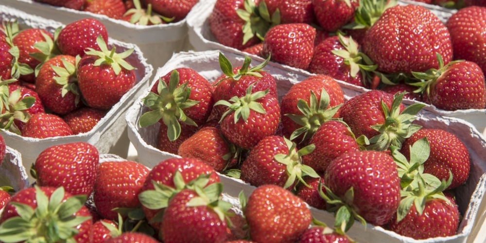 http://www.singer-obsthof.at/data/image/thumpnail/image.php?image=245/singer_obsthof_at_erdbeeren_article_4566_0.jpg